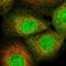 Zinc Finger Protein 213 antibody, HPA035000, Atlas Antibodies, Immunofluorescence image 