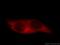 Chaperonin Containing TCP1 Subunit 5 antibody, 11603-1-AP, Proteintech Group, Immunofluorescence image 