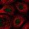 THAP Domain Containing 6 antibody, NBP1-81130, Novus Biologicals, Immunofluorescence image 