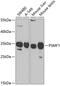 Proteasome Inhibitor Subunit 1 antibody, 19-728, ProSci, Western Blot image 