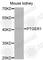 Prostaglandin E Receptor 1 antibody, A2913, ABclonal Technology, Western Blot image 