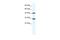 DDX39A antibody, A06829, Boster Biological Technology, Western Blot image 