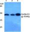 Cyclin E1 antibody, A00543T395, Boster Biological Technology, Western Blot image 