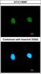 Mediator Complex Subunit 18 antibody, GTX116587, GeneTex, Immunocytochemistry image 