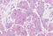 Oxoeicosanoid Receptor 1 antibody, MBS244794, MyBioSource, Immunohistochemistry frozen image 