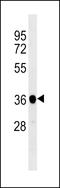 Serine/threonine-protein phosphatase PP1-beta catalytic subunit antibody, LS-C204054, Lifespan Biosciences, Western Blot image 