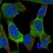 Potassium Voltage-Gated Channel Subfamily Q Member 2 antibody, HPA057112, Atlas Antibodies, Immunocytochemistry image 