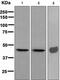 Serpin Family H Member 1 antibody, ab109117, Abcam, Western Blot image 