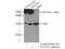 RNA Polymerase III Subunit G antibody, 24701-1-AP, Proteintech Group, Immunoprecipitation image 