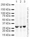 Prohibitin antibody, ab28172, Abcam, Western Blot image 