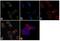 Interferon Regulatory Factor 9 antibody, 702322, Invitrogen Antibodies, Immunofluorescence image 