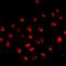 Forkhead Box N2 antibody, orb412559, Biorbyt, Immunocytochemistry image 