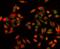 Exosome complex exonuclease RRP43 antibody, A09191-1, Boster Biological Technology, Immunofluorescence image 