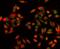 Exosome Component 8 antibody, A09191-1, Boster Biological Technology, Immunofluorescence image 