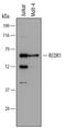 REST Corepressor 1 antibody, MA5-24297, Invitrogen Antibodies, Western Blot image 