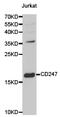 CD247 Molecule antibody, LS-C192717, Lifespan Biosciences, Western Blot image 