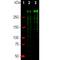 KI-67 antibody, M00254-3, Boster Biological Technology, Western Blot image 