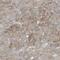 Threonine Synthase Like 2 antibody, PA5-57258, Invitrogen Antibodies, Immunohistochemistry frozen image 