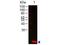 Lysozyme antibody, GTX48846, GeneTex, Western Blot image 