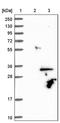 Tafazzin antibody, PA5-58836, Invitrogen Antibodies, Western Blot image 