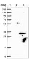 Tafazzin antibody, PA5-58836, Invitrogen Antibodies, Western Blot image 