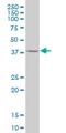 Kruppel Like Factor 1 antibody, H00010661-M02, Novus Biologicals, Western Blot image 