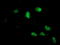 Neuroplastin antibody, LS-C786989, Lifespan Biosciences, Immunofluorescence image 