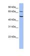 60 kDa origin-specific DNA-binding protein antibody, orb324774, Biorbyt, Western Blot image 