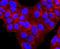 Alpha-1-antitrypsin antibody, A00720-1, Boster Biological Technology, Immunocytochemistry image 