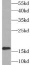 Ubiquitin Conjugating Enzyme E2 L3 antibody, FNab09179, FineTest, Western Blot image 