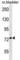 Coenzyme Q8A antibody, abx028575, Abbexa, Western Blot image 
