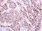 Programmed Cell Death 6 antibody, NBP2-19741, Novus Biologicals, Immunohistochemistry paraffin image 