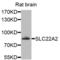 SLC22A2 antibody, LS-B15528, Lifespan Biosciences, Western Blot image 