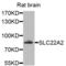 S22A2 antibody, LS-B15528, Lifespan Biosciences, Western Blot image 