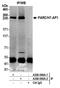 Cullin 9 antibody, A300-096A, Bethyl Labs, Immunoprecipitation image 