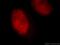 Interleukin Enhancer Binding Factor 3 antibody, 19887-1-AP, Proteintech Group, Immunofluorescence image 