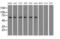 Insulin Like Growth Factor 2 MRNA Binding Protein 2 antibody, MA5-25129, Invitrogen Antibodies, Western Blot image 