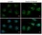 Autophagy Related 12 antibody, NBP2-15501, Novus Biologicals, Immunofluorescence image 