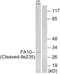 Coagulation Factor X antibody, abx015547, Abbexa, Western Blot image 