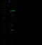 Oncostatin M antibody, GTX02437, GeneTex, Western Blot image 