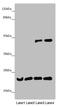 B9 Domain Containing 1 antibody, LS-C675407, Lifespan Biosciences, Western Blot image 