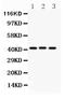 GATA Binding Protein 5 antibody, PB9200, Boster Biological Technology, Western Blot image 