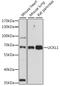 Uridine-Cytidine Kinase 1 Like 1 antibody, A15851, ABclonal Technology, Western Blot image 