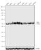 DEK Proto-Oncogene antibody, 720215, Invitrogen Antibodies, Western Blot image 