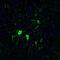 N-terminal EF-hand calcium-binding protein 2 antibody, PA5-53108, Invitrogen Antibodies, Immunofluorescence image 