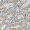 Vasoactive Intestinal Peptide antibody, LS-C747626, Lifespan Biosciences, Immunohistochemistry paraffin image 