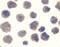 Beta-Secretase 1 antibody, PA5-19952, Invitrogen Antibodies, Immunocytochemistry image 