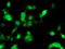 Phosphomevalonate Kinase antibody, LS-C173256, Lifespan Biosciences, Immunofluorescence image 
