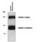 Glutamate Metabotropic Receptor 2 antibody, PPS078, R&D Systems, Western Blot image 