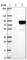 Eukaryotic Translation Initiation Factor 2D antibody, HPA028220, Atlas Antibodies, Western Blot image 